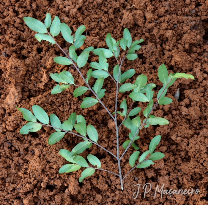 Erythroxylum umbu