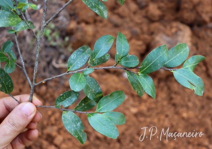 Erythroxylum umbu