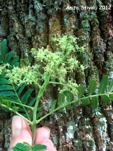 Zanthoxylum kleinii