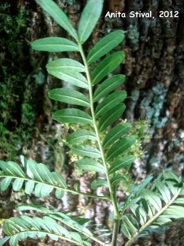Zanthoxylum kleinii