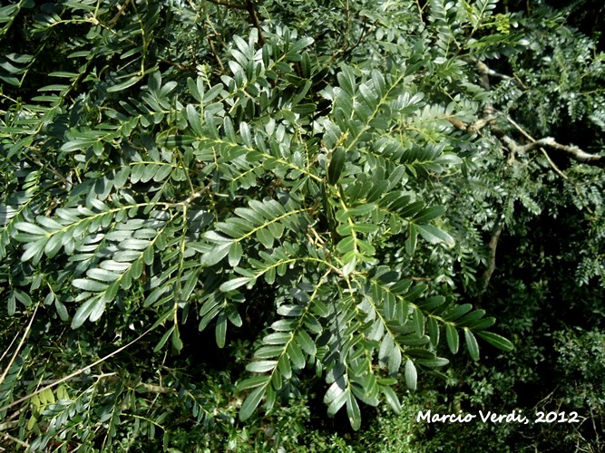 Zanthoxylum kleinii