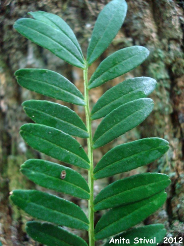 Zanthoxylum kleinii