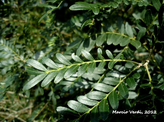 Zanthoxylum kleinii