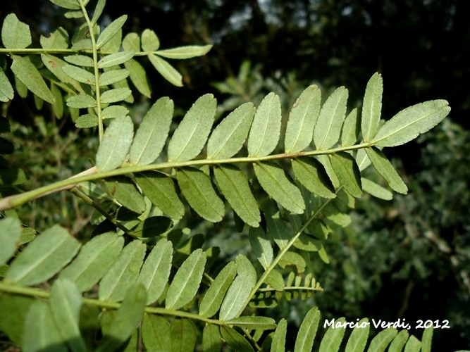 Zanthoxylum kleinii