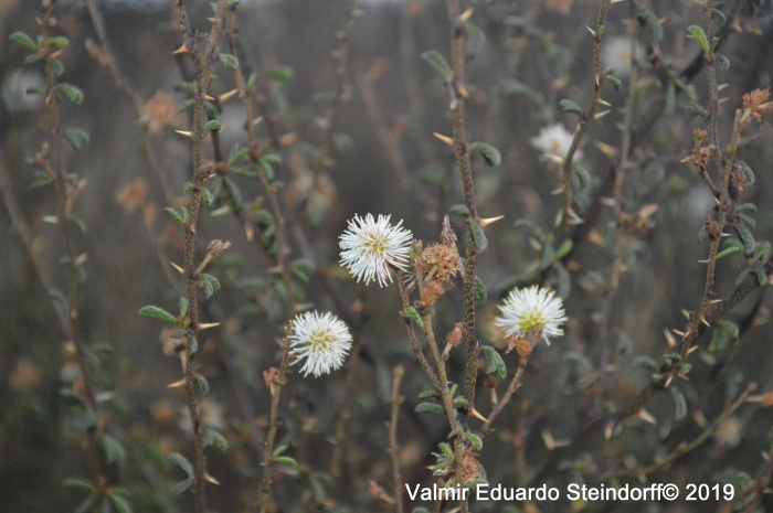 Mimosa sprengelii