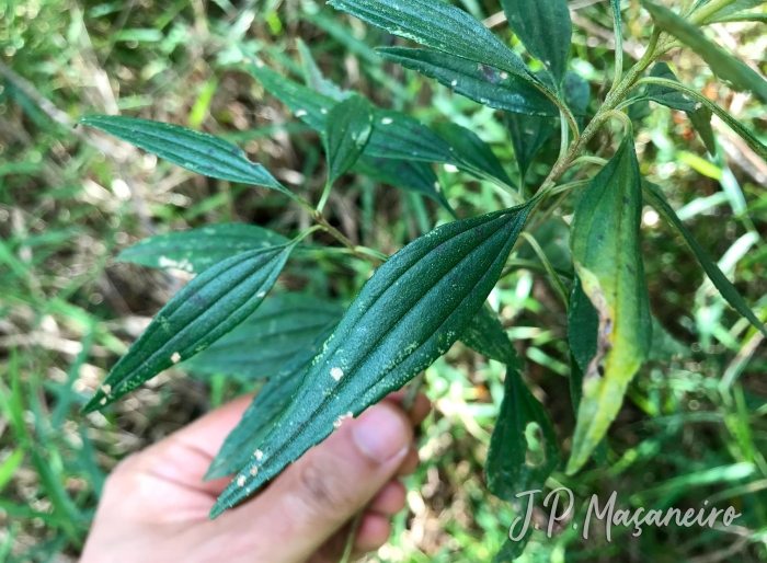 Baccharis oreophila