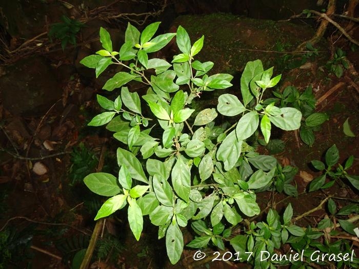 Justicia floribunda