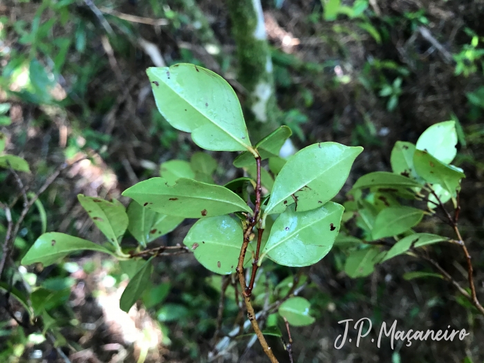 Myrcia legrandii