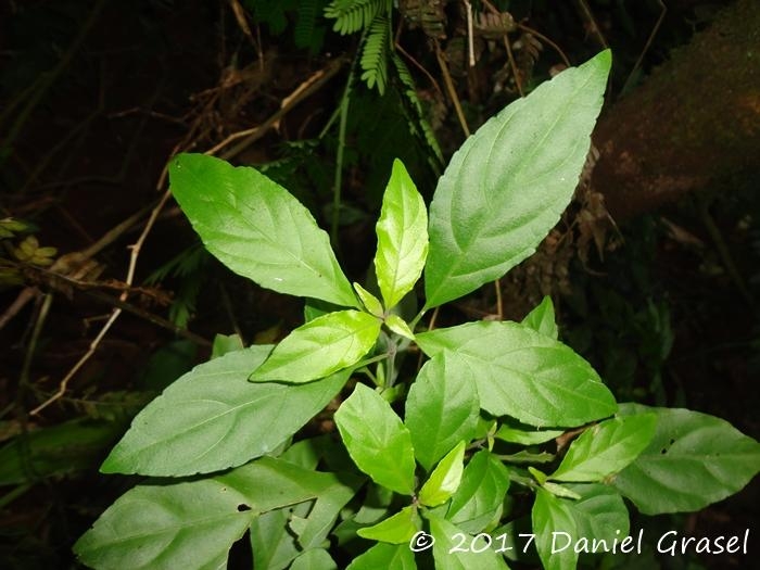 Justicia floribunda