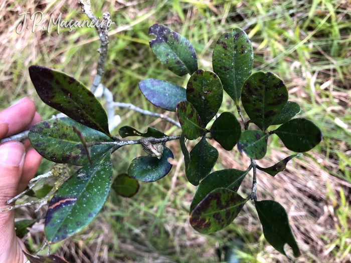 Myrcia cruciflora