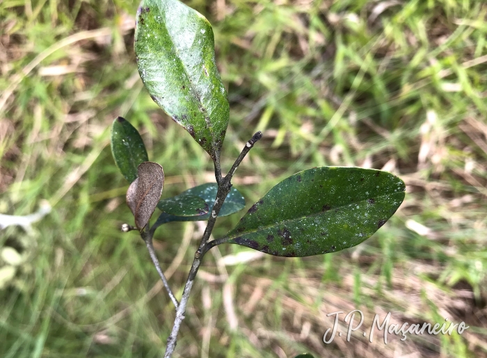 Myrcia cruciflora