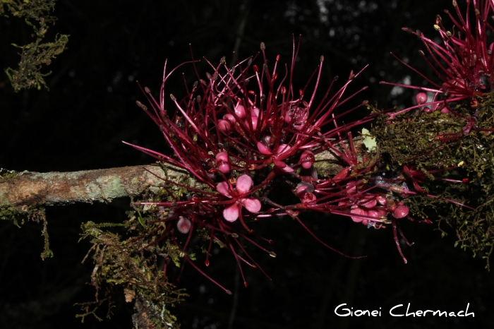 Myrrhinium atropurpureum