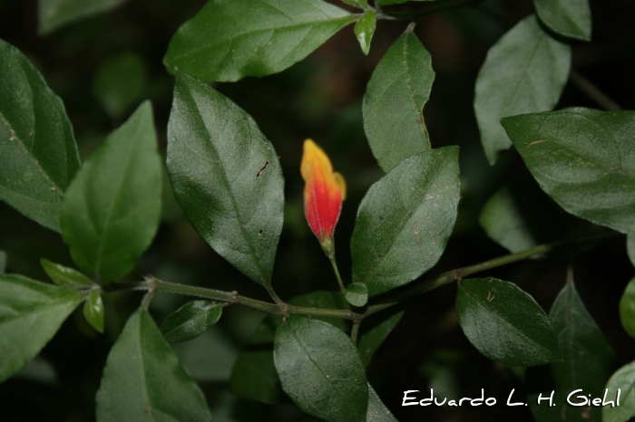 Justicia floribunda