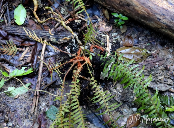 Pleopeltis hirsutissima