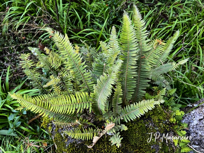 Pleopeltis hirsutissima
