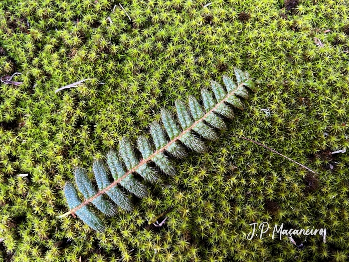 Pleopeltis hirsutissima