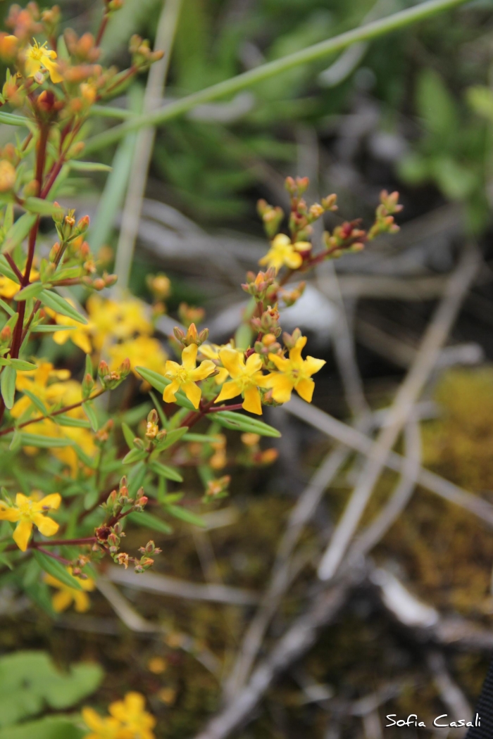 Hypericum austrobrasiliense