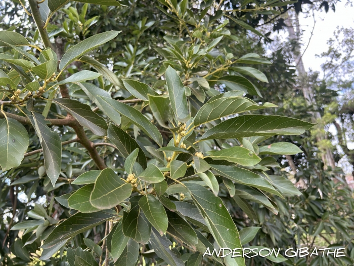 Persea americana