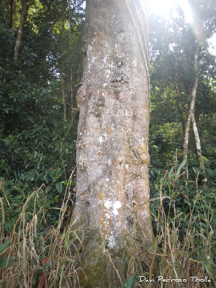 Ateleia glazioveana