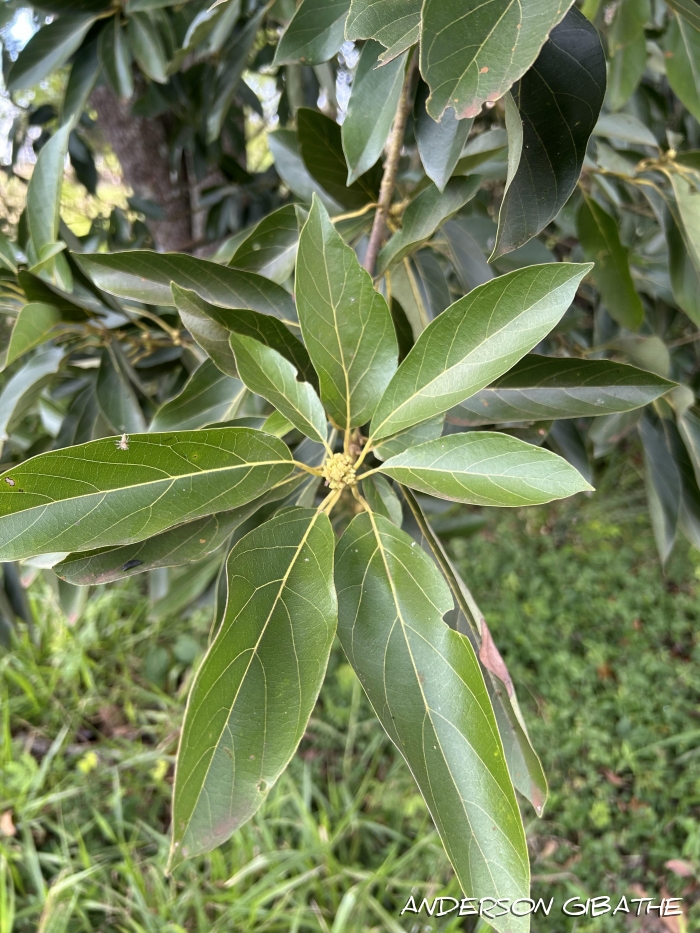 Persea americana