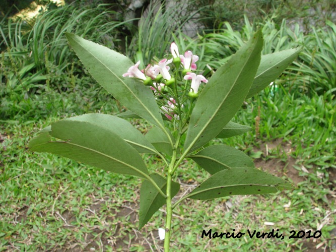 Escallonia petrophila