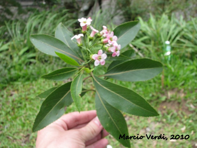 Escallonia petrophila