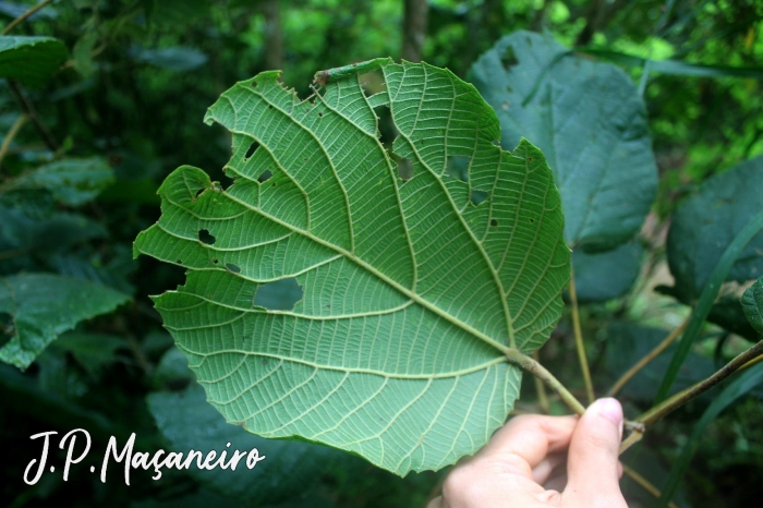 Alchornea sidifolia