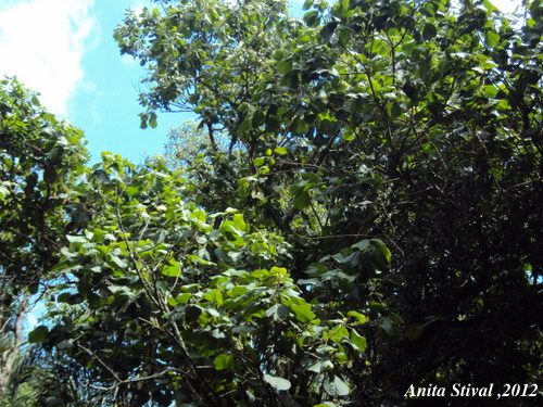 Alchornea sidifolia