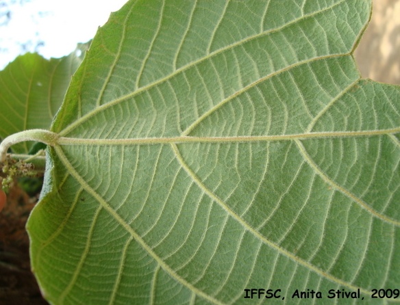 Alchornea sidifolia