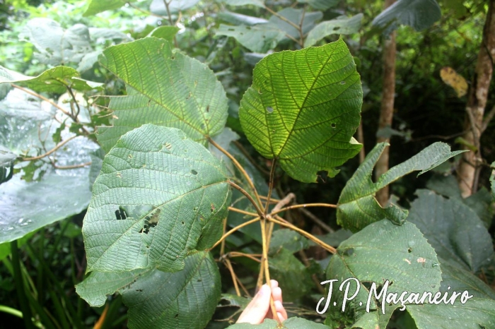 Alchornea sidifolia