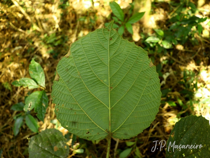 Alchornea sidifolia