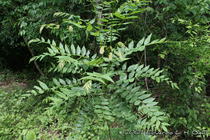 Ateleia glazioveana