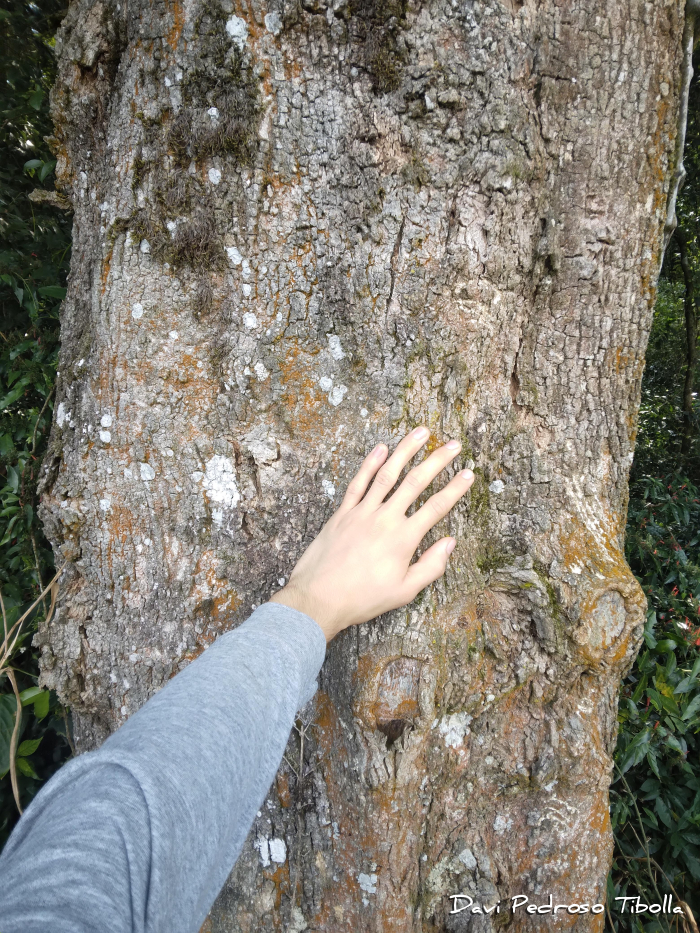 Ateleia glazioveana