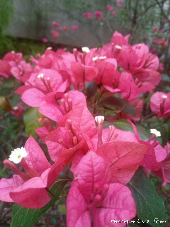 Bougainvillea spectabilis