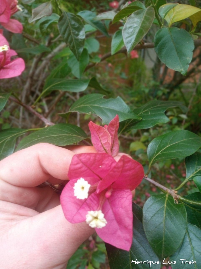 Bougainvillea spectabilis