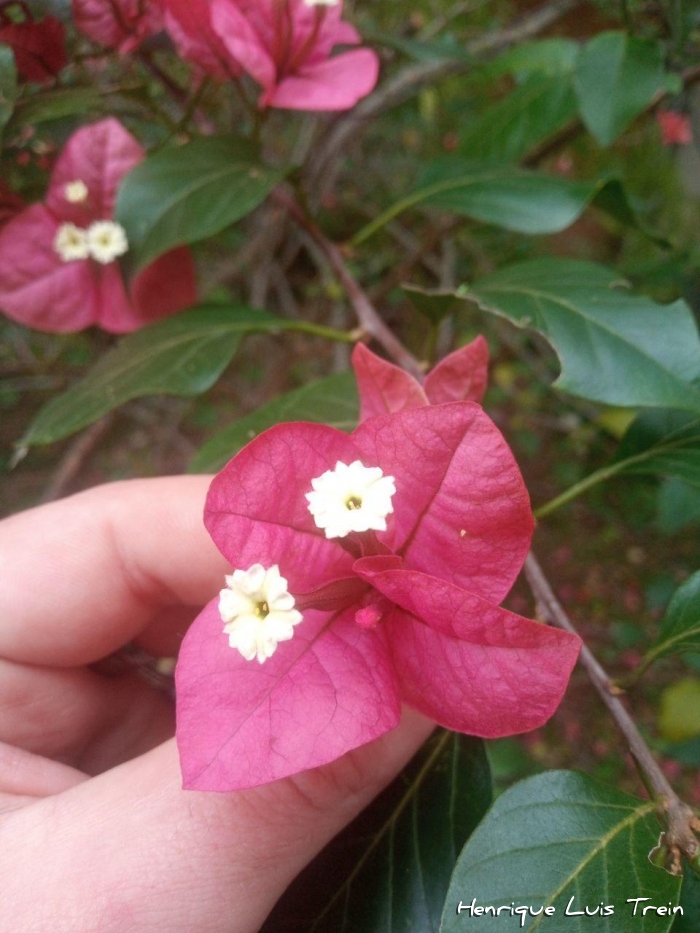 Bougainvillea spectabilis