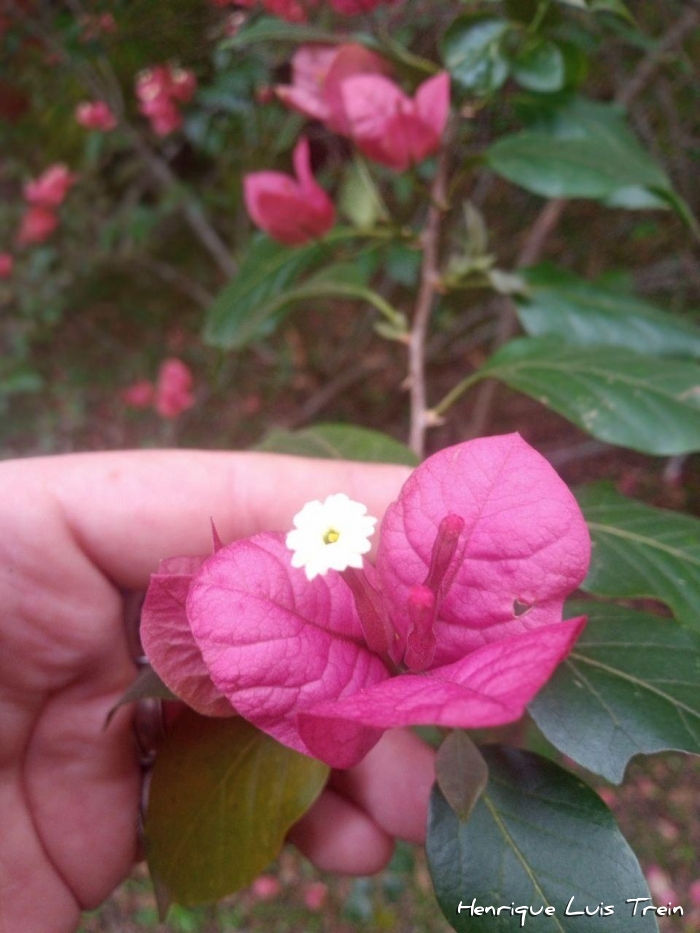 Bougainvillea spectabilis