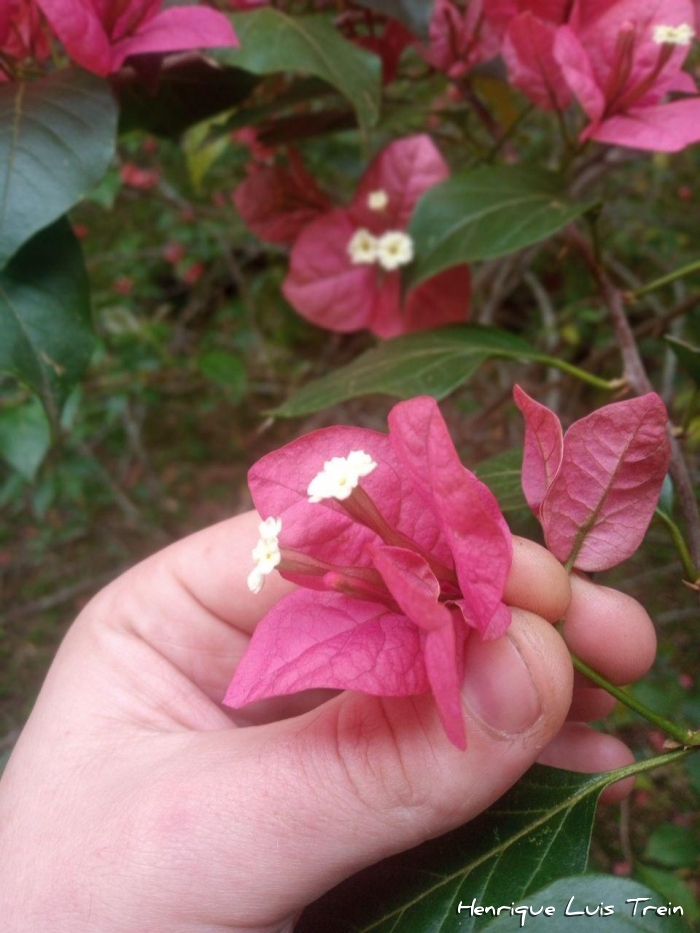 Bougainvillea spectabilis