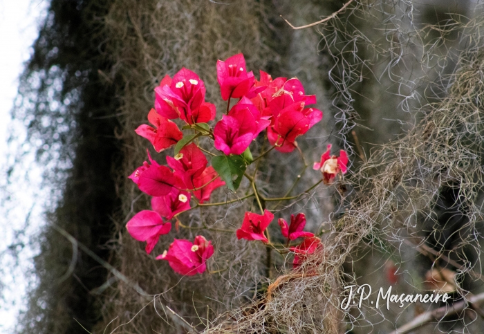 Bougainvillea spectabilis