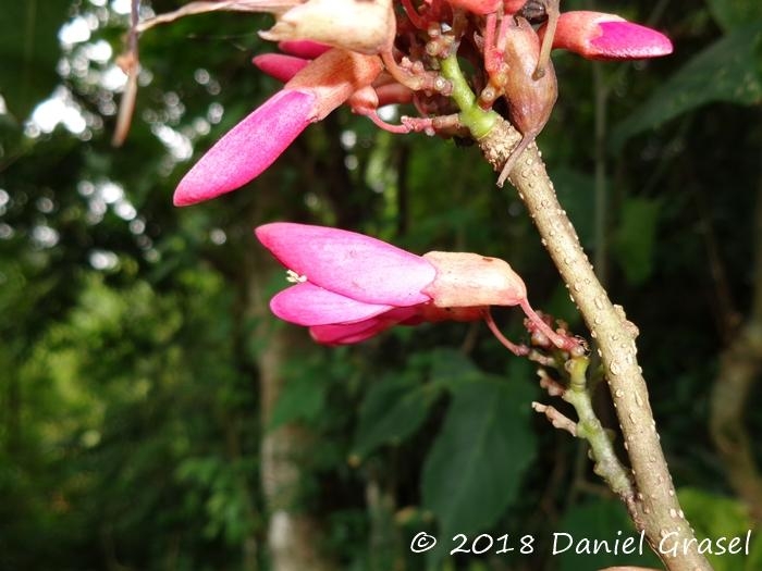 Dahlstedtia pinnata