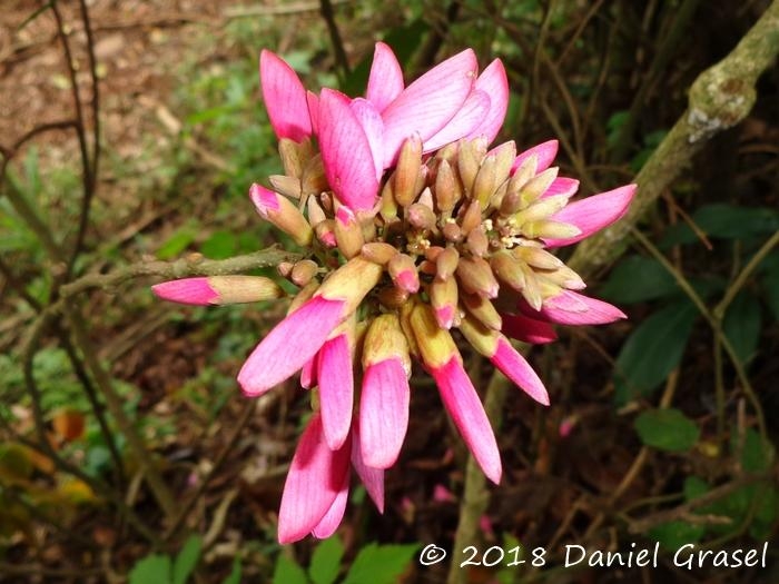 Dahlstedtia pinnata