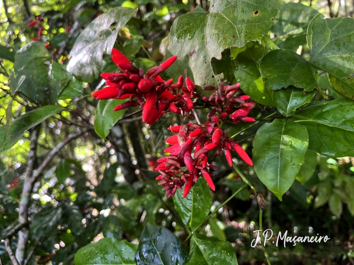 Dahlstedtia pinnata