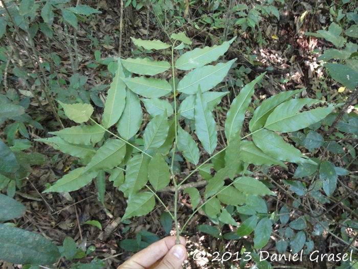 Dahlstedtia pinnata