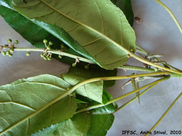 Croton macrobotrys