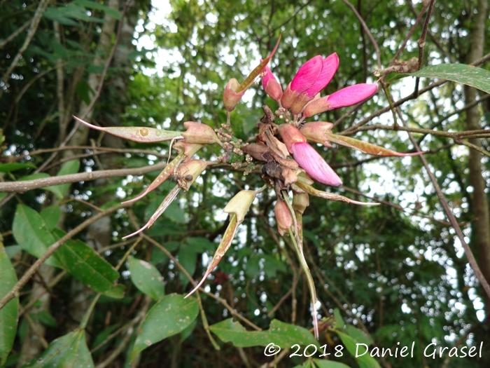 Dahlstedtia pinnata