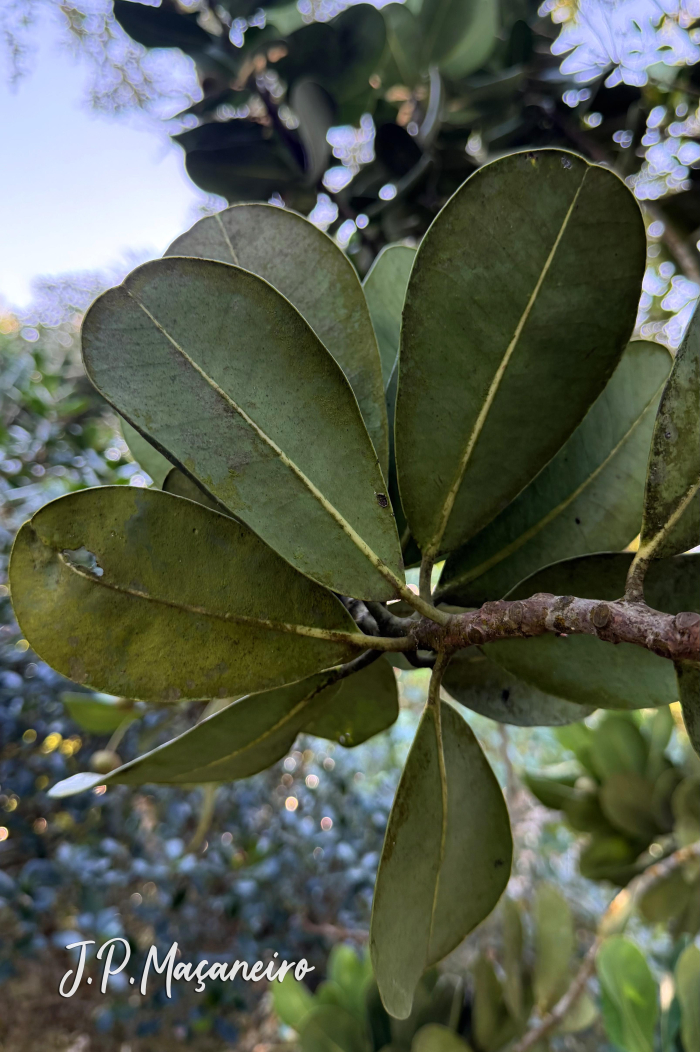 Mimusops coriacea