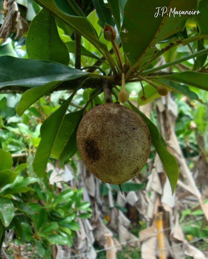 Manilkara zapota