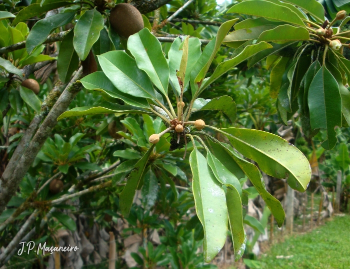 Manilkara zapota