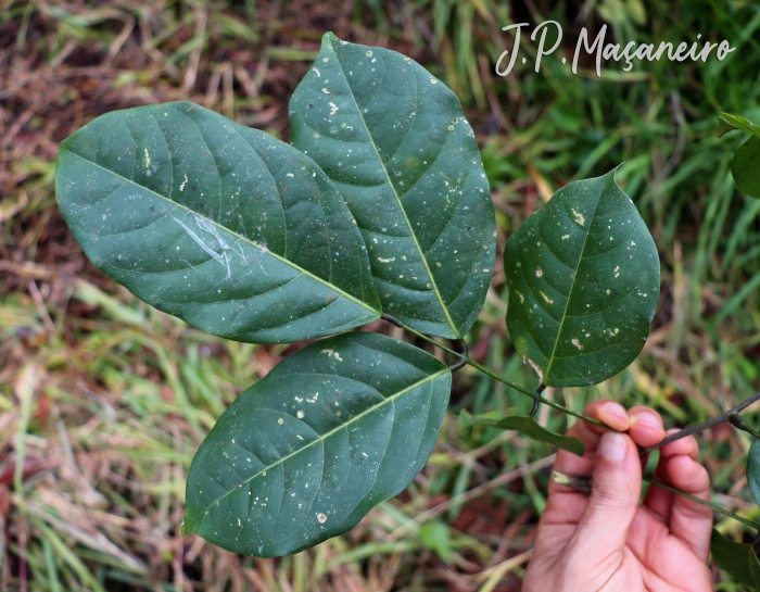 Dahlstedtia pinnata