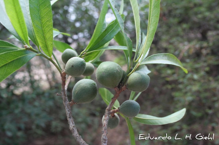 Pouteria gardneriana